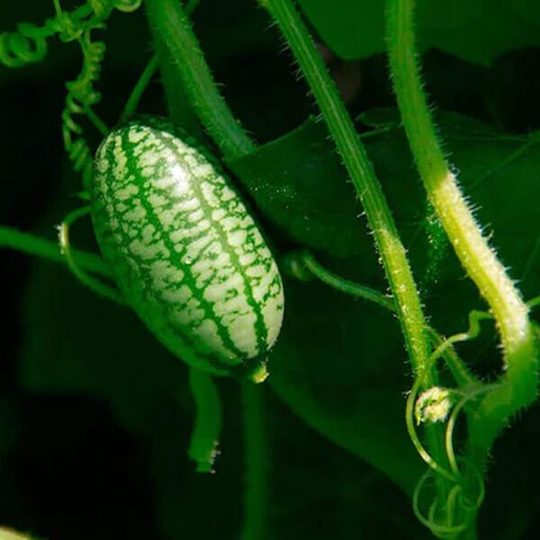 West Coast Seeds Cucumber Seeds